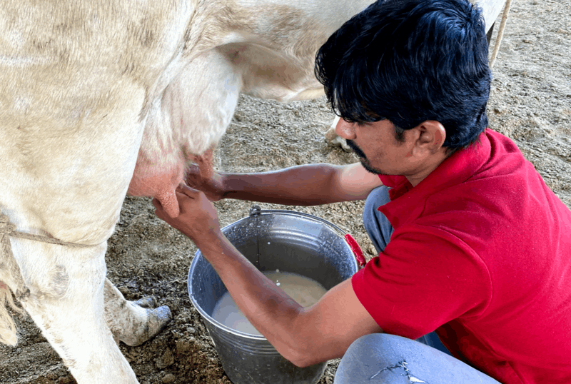 حليب بقري طبيعي مبستر - Pasteurized Cows Milk